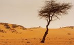 La Mauritanie plante à Nouakchott 384.000 arbres pour stopper sable et mer