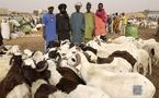 Préparatifs de la Tabaski 2010 : Une partie du foirail de Khombole délocalisée à Sewe Khaye