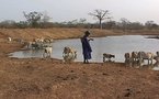 Mauritanie: la fièvre de la vallée du Rift a fait des morts dans le Nord