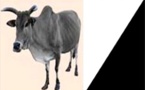 AJD-MR : déclaration. AJD-MR : déclaration.