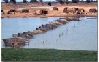 Mauritanie-Arabes-Agriculture:Des investisseurs agricoles arabes s’intéressent à la Vallée du fleuve en Mauritanie