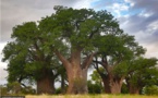 Nutrition : les feuilles de baobab, vertus et bienfaits