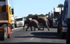 Le président du Botswana menace d’envoyer 20 000 éléphants à l’Allemagne
