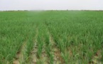 Mauritanie - Tentative d’expropriation des terres à Garlol/ M’Bagne : Les vieux démons