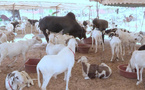 Sénégal. De 250.000 à 650.000 FCFA le mouton : à Dakar, l’ambiance est déjà à la Tabaski
