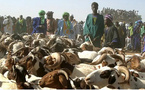Bamako interdit la vente de moutons dans les rues