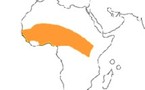 Il n’y a plus de dracunculose en Mauritanie, selon un responsable sanitaire national  