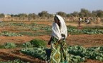 Mauritanie : Agriculture 600 millions de F CFA de la FAO