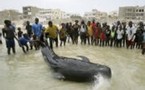 Yoff - Sénégal.  Échouage massif de baleines, mercredi dernier