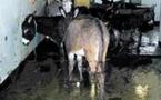Répugnante découverte : Un abattoir pour les ânes à Arafat