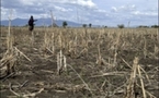 Experts et ministres africains ont entamé lundi à Nairobi une semaine de discussions pour tenter de trouver des solutions à la crise alimentaire qui frappe le continent le plus pauvre de la planète en raison de la flambée des prix de l'énergie et ...