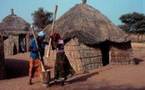 Venant de la Mauritanie : Des oiseaux granivores envahissent les champs de Nianga