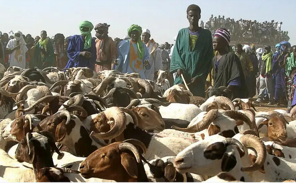 Bamako interdit la vente de moutons dans les rues