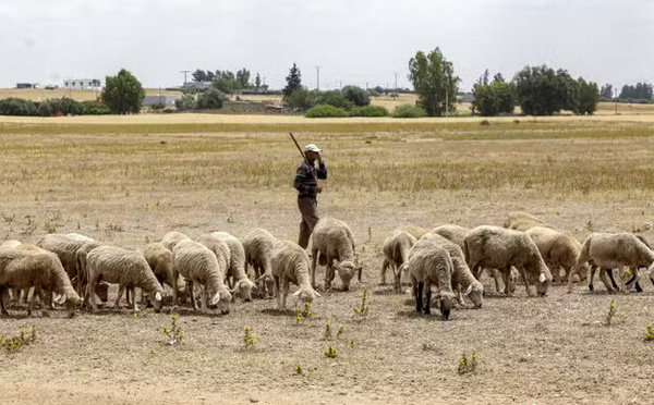 Au Maroc, une fête de l’Aïd sans sacrifice de mouton