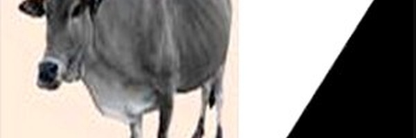 ASSEMBLÉE GÉNÉRALE ORDINAIRE AJD-MR SECTION FRANCE